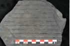 Foto (Detailansicht) von Sigillaria elongata Brongniart (NHMW-GEO-2024-0188-11072)
